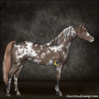 Horse Color:White Spotted Liver Chestnut 