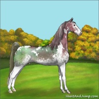 Horse Color:White Spotted Liver Red Dun 