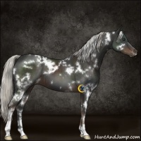 Horse Color:White Spotted Liver Chestnut Sabino
