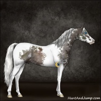 Horse Color:Liver Chestnut Mushroom Sabino Splash Tobiano 