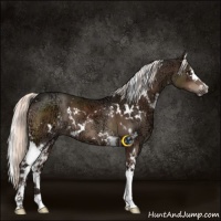Horse Color:White Spotted Liver Chestnut Ice 
