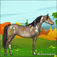 Horse Color:Gray White Spotted Liver Red Dun 