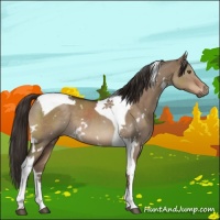 Horse Color:White Spotted Liver Red Dun Tobiano 