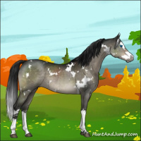 Horse Color:Gray White Spotted Brown Dun Mushroom Splash 