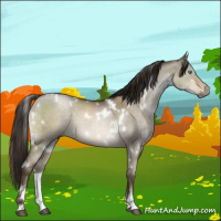Horse Color:Gray White Spotted Brown Pearl Dun Mushroom Sabino 