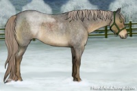 Horse Color:Chocolate Palomino Roan Sabino