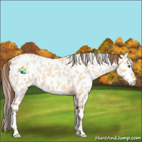 Horse Color:Amber Champagne Roan Dun Leopard 