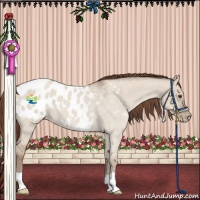Horse Color:Classic Champagne Roan Dun Appaloosa 