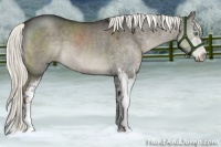 Horse Color:Liver Red Dun Mushroom Sabino 