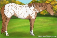 Horse Color:Chestnut Appaloosa Rabicano
