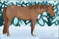 Horse Color:Red Roan 
