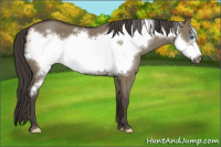 Horse Color:Smoky Grullo Frame 
