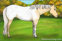 Horse Color:Silver Buckskin Roan Snowcap Rabicano