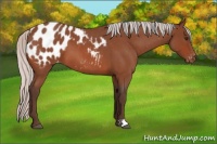 Horse Color:Silver Brown Roan Appaloosa
