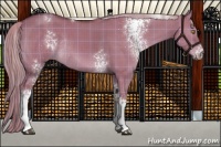 Horse Color:Plaid  White Spotted Chocolate Palomino Dun Rabicano 