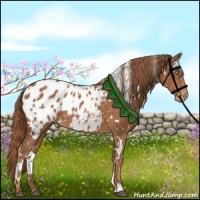 Horse Color:White Spotted Chestnut Appaloosa 