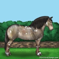 Horse Color:White Spotted Liver Red Dun 
