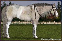 Horse Color:White Spotted Liver Red Dun Sabino 