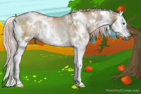 Horse Color:Gray White Spotted Chocolate Palomino Pearl Dun Splash Rabicano