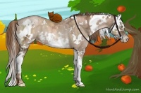Horse Color:White Spotted Liver Chestnut Ice Pearl Splash Rabicano
