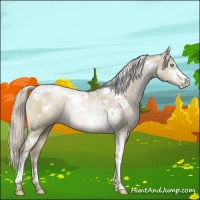 Horse Color:Chocolate Palomino Pearl Dun Mushroom Sabino Tobiano Rabicano 