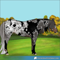 Horse Color:White Spotted Liver Chestnut Ice 