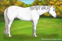 Horse Color:White Spotted Liver Chestnut Splash Appaloosa Rabicano