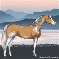 Horse Color:White Spotted Palomino Splash 
