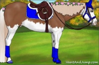 Horse Color:Chestnut Splash