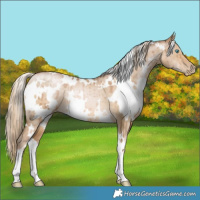 Horse Color:White Spotted Chocolate Palomino Pearl Dun Brindle 