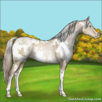 Horse Color:White Spotted Chocolate Palomino Pearl Dun Brindle 