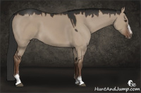 Horse Color:Liver Red Dun Sabino 