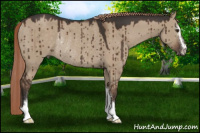 Horse Color:Liver Red Dun Sabino Rabicano Brindle 