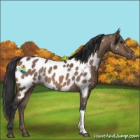 Horse Color:Brown Dun Near Leopard 