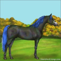 Horse Color:Watercolor Midnight Buckskin Ice Onyx 