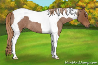 Horse Color:Red Roan Tobiano