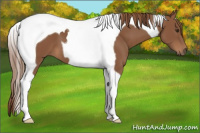 Horse Color:Chestnut Tobiano 