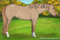 Horse Color:Red Dun Roan 