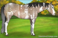 Horse Color:White Spotted Brown Ice Dun Splash Rabicano