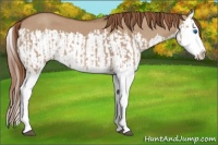 Horse Color:Red Dun Splash and Red Dun Splash