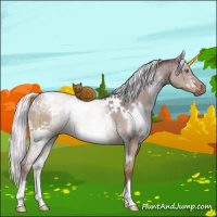 Horse Color:White Spotted Liver Red Dun Mushroom Brindle 