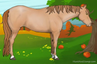 Horse Color:Bay Pearl 
