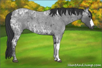 Horse Color:Blue Ice Roan 