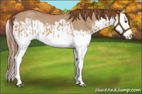 Horse Color:Red Dun Splash  and Red Dun Splash Rabicano 