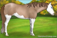 Horse Color:Liver Chestnut Pearl Splash