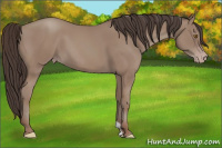 Horse Color:Classic Champagne