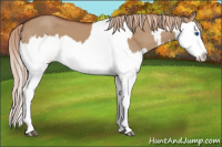 Horse Color:Red Dun Splash  and Red Dun Splash 