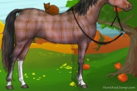 Horse Color:Plaid  Bay Dun Sabino Rabicano 