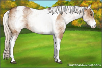 Horse Color:White Spotted Silver Buckskin Dun Tobiano Brindle 