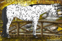 Horse Color:Black Appaloosa Rabicano 